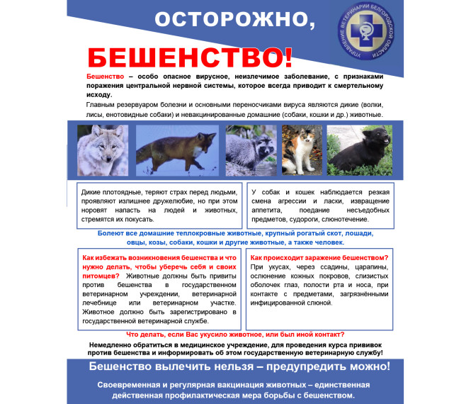 информационная картинка про бешенство.