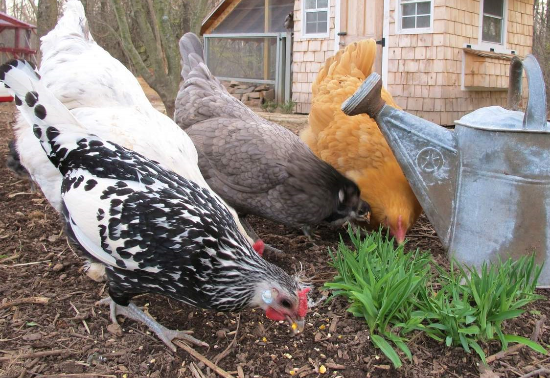 На садовых участках гражданам разрешено выращивать сельскохозяйственную птицу и кроликов для собственных нужд.